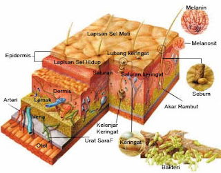 keajaiban-struktur-kulit-manusia