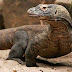 Komodo Dragon