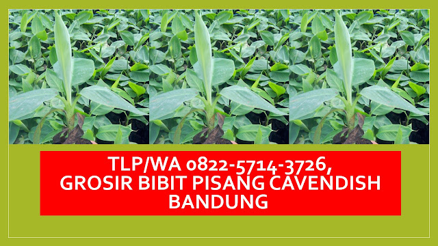 TLP/WA 0822-5714-3726 , Produsen Bibit Pisang Cavendish Bukit Bandung, Agen Bibit Pisang Cavendish Subang, Distributor Bibit Pisang Cavendish Bogor, Grosir Bibit Pisang Cavendish Cirebon, Pusat Bibit Pisang Cavendish Majalengka,  BUTUH Bibit Pisang?TLP/WA +62 822-5714-3726, Pisang Cavendish merupakan komoditas buah tropis yang sangat populer di dunia karena mudah dijumpai, bernutrisi tinggi dan rasanya yang enak. Pisang Cavendish dalam dunia agrikultur modern banyak dikembangbiakan menggunakan metode kultur jaringan. Keunggulan bibit pisang hasil kultur jaringan dibandingkan dengan bibit dari anakan adalah bibit kultur jaringan terbebas dari penyakit seperti layu moko akibat Pseudomonas solanacearum dan layu panama akibat Fusarium oxysporum cubense.  Pisang Cavendish adalah pisang asli Indonesia yang serta Pisang Cavendish banyak dianggap sebagai buah impor karena kulit pisang yang relatif mulus serta warnanya yang kuning cerah.  Pisang Cavendish jenis pisang populer ini memiliki rasa yang manis dan sedikit asam. Buahnya berwarna kekuningan serta bertekstur lembut. Buah yang mengandung glukosa baik, potasium dan zat besi ini banyak manfaatnya, antara lain sebagai sumber energi, melancarkan peredaran darah, menjaga kesehatan dan fungsi saraf otak, menjaga kesehatan usus.  AGRO ARTOMORO Group Menyediakan Sekian Banyak Jenis Bibit Pisang Dengan KUALITAS SUPER dan dari hasil Kultur Jaringan Dengan KUALITAS TERBAIK dan telah berlabel dari Balai Pengawas dan Sertifikasi Benih Provinsi. Adapun Sekian Banyak Bibit Pisang Tersebut Mencakup :  1. Bibit Pisang Cavendish  2. Bibit Pisang Ambon  3. Bibit Pisang Kepok Kuning (Kepok Tanjung/Kepok Tanpa Jantung, Saba, Unti Sayang, Manurun)  4. Bibit Pisang Raja Bulu  5. Bibit Pisang Tanduk  6. Bibit Pisang Barangan Medan  7. Bibit Pisang Mas Kirana  Serta ada varietas baru Bibit Pisang INA-03, INA-01 serta Bibit Pisang Cavendish FHIA-17, FHIA-25 (jenis cavendish yang berasalah dari daratan Honduras), serta ada jenis cavendish CJ30, CJ40 dan CJ50.  Kami melayani pembelian ecer maupun partai untuk proyek pengadaan dinas pertanian ataupun dinas terkait dengan harga yang terjangkau dan termurah dari lain yang lain. Serta kami melayani untuk PELATIHAN KULTUR JARINGAN PISANG sekala rumah tangga serta skala perusahaan dengan tarif pelatihan privat dengan jadwal menyesuaikan peserta maupun reguler dengan jadwal yang menentukan pihak kami dengan harga yang TERJANGKAU dan TERMURAH.  Nb :  * Pengiriman dari Bandung serta melayani pengiriman ke seluruh kota di Indonesia  * Pembelian Minimal 1000 Bibit Pisang Jika Diantar  * Belum Termasuk Ongkos Kirim Dan Penurunan Bibit Dari Transport  * Pengiriman Dapat Menggunakan Pick Up Dan Truk (Biaya Kirim Ditentukan Oleh Jarak Pengiriman)  * Melayani Jasa Pendampingan penanaman hingga panen  * Melayani konsultasi untuk pemasaran buah secara offline dan online  * Melayani untuk mendapatkan asosiasi petani pisang nusantara sehingga saat panen tidak susah untuk menjual buah tersebut.  Alamat Kantor Pemasaran : Kp. Sukarame RT 002/RW 009 Desa Cincing Kecamatan Soreang Kabupaten Bandung Kode Pos 40914 (Depan Kantor Pekerjaan Umum Kab. Bandung)  Pemesanan Hubungi Bapak Deni +62 822-5714-3726 (Telkomsel)  * Facebook >>>>> https://www.facebook.com/PusatBibitPisangKulturJaringan  * Instagram >>>> https://www.instagram.com/Grosir_Bibit_Pisang_Cavendish/  * Website >>>>> https://PusatBibitPisangCavendishDiBandung.Blogspot.Com/  * Website >>>>> https://BibitPisangCavendisBandung.Wordpress.Com/