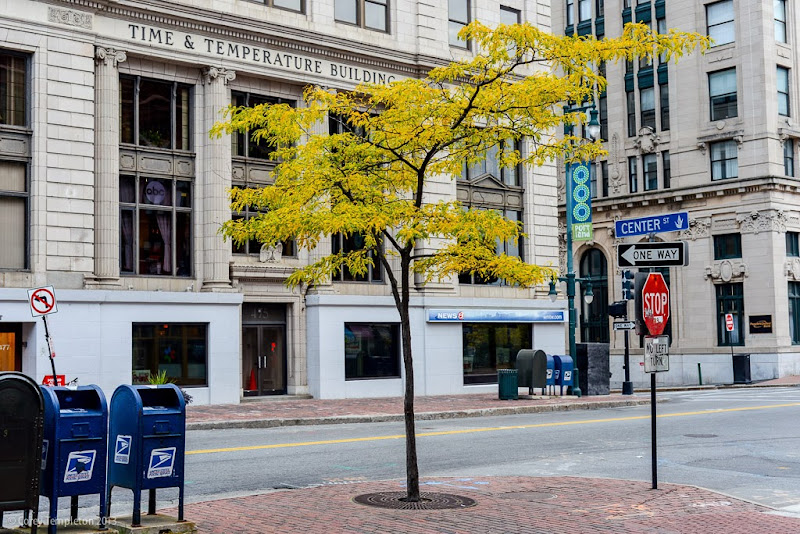 Portland, Maine October 2013 Tree in Monument Square photo by Corey Templeton.