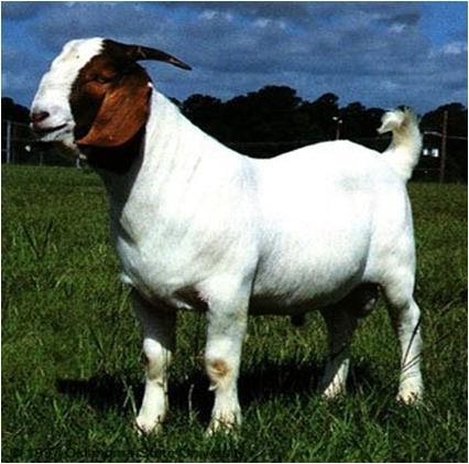 Piai Agrofarm Kenali Jenis Kambing Dan Kambing Barbados Berpuluh Ekor Barbados Untuk Dijual Rm700 Rm850