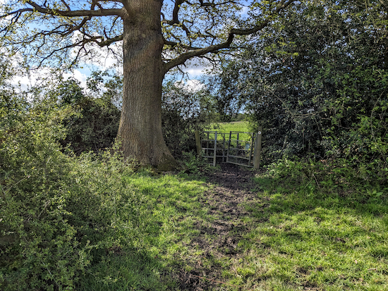 Go through a gate in the hedgerow on your left then turn right
