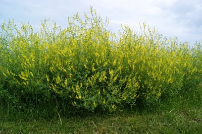 Citroengele Honingklaver - Hunichklaver - Melilotus officinalis