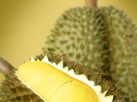 Panduan Teknis Budidaya Durian