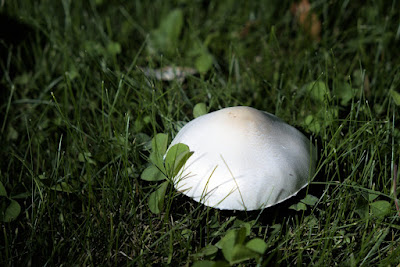Mushroom in grass with clover