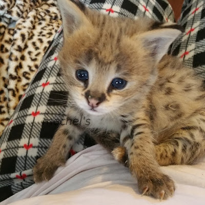 Serval Cats for sale