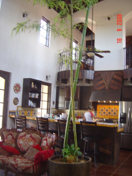 Bamboo Indoors4