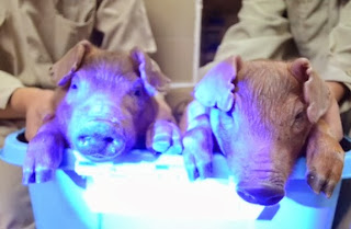 glowing-pigs