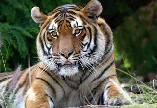 Tiger found dead near Jim Corbett National Park