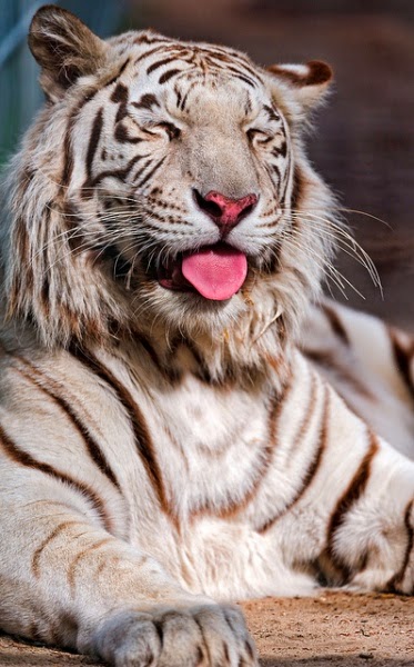 30 Hasil Foto Macan Yang Imut dan Gambar Harimau Putih 