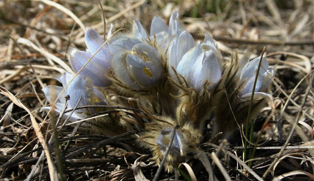 Light purple Pasque Flowers blooming on a sunny day on the prairie.