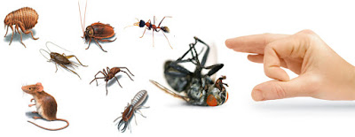 Pest Control Sevices