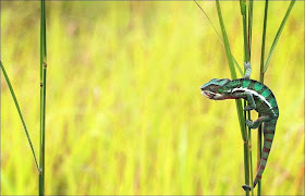 Chameleon catching prey, chameleon captures insect, chameleon photos, amazing animals