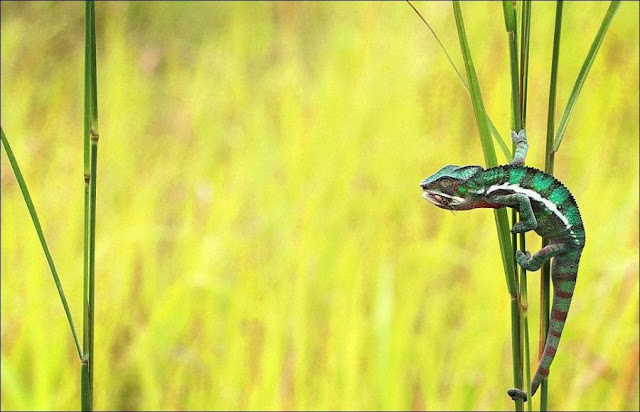 Chameleon catching prey, chameleon captures insect, chameleon photos, amazing animals