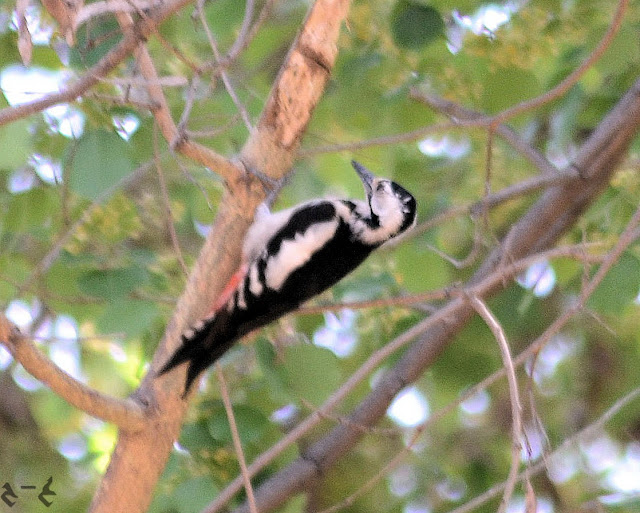 The Sind woodpecker (Dendrocopos assimilis) 