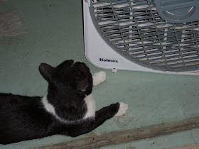 Mr. Beans (the cat) in front of the fan