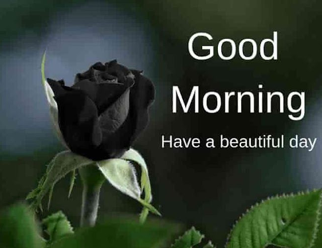 good morning black rose image download