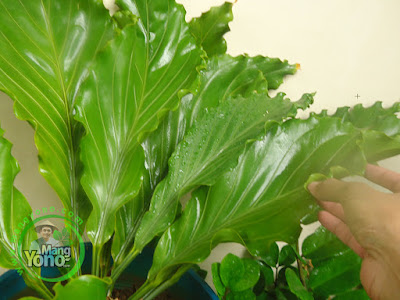 Mengganti Pot Gelombang Cinta (anthurium) 