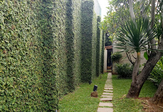 JUAL TANAMA HIAS DOLAR RAMBAT (Ficus pumila L.) Rp. 10000,-