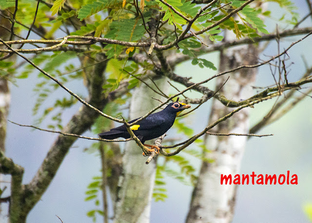 Golden-crested myna