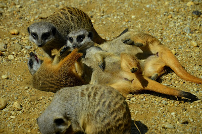 Erdmännchen, meerkats, meerkatte, surikater, Surykatki, Сурикаты, Мееркатс, podgane, suricatas, stokstaartjes, Мееркат, surikaty, сурікати, Meerkat chayon, 