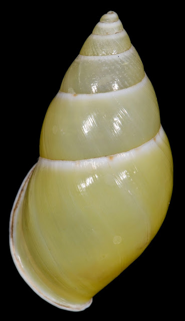 Amphidromus ristiae 42.83mm