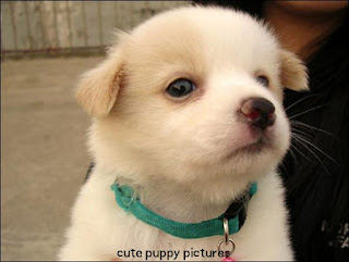 cute puppy pictures dog