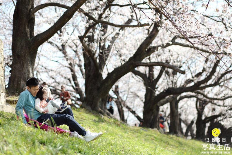 家族写真の桜ロケーション出張撮影 in 八幡市