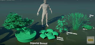 Plants Size Comparison