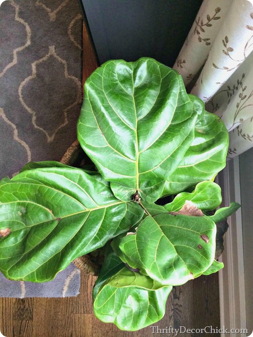 large fiddle leaf 