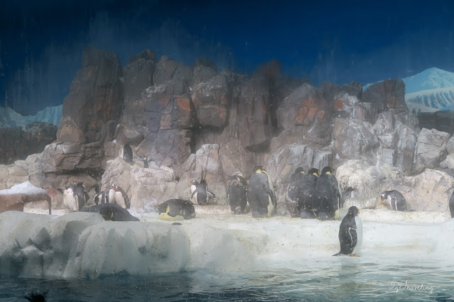 penguins企鵝
