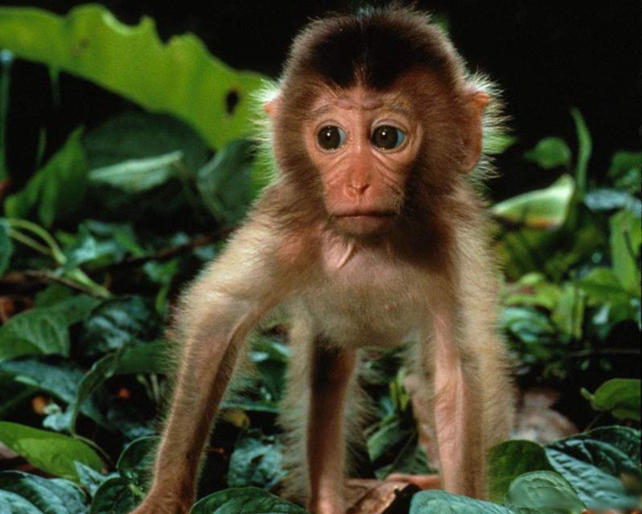 Funny baby monkey wallpaper