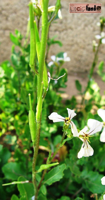 fiore appasito (con semi) Rucola Riciclando