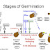 Tahap - Tahap Proses Perkecambahan Benih