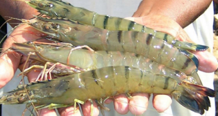 udang vaname