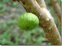 Jaboticaba Branca x