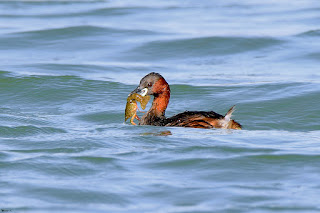 zampullin-comun-tachybaptus-ruficollis-