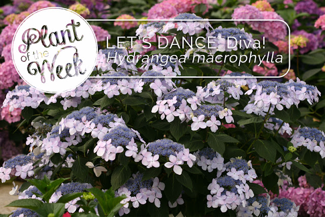 Plant of the Week: Let's Dance Diva! reblooming hydrangea