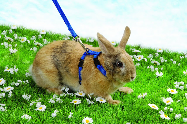 Trixie Plain Rabbit Walking Harness & Lead Set - Pet, Toys, Accessories, Outdoor