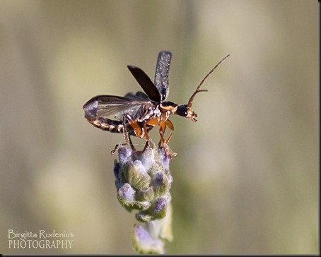 macro_20120612_lavendelkryp1a