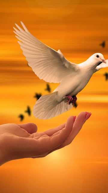 Dove Hand Peace Sunrise
