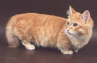 Munchkin Cats Seen On www.coolpicturegallery.us