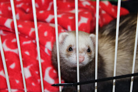 frettinäyttely+ferret+show