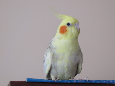 Correla's parrot sits on the closet