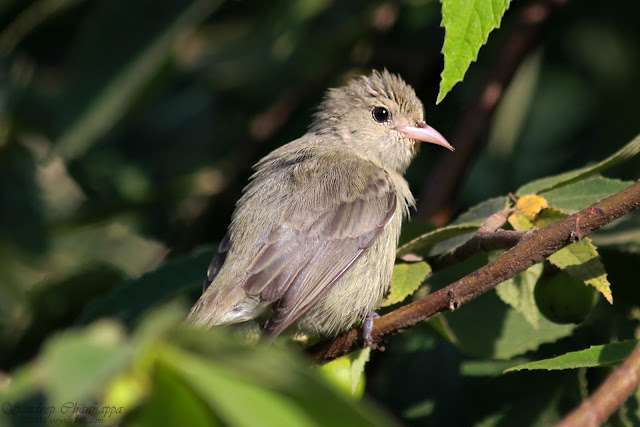One of the smallest birds found in India - The Pale-billed Flowerpecker