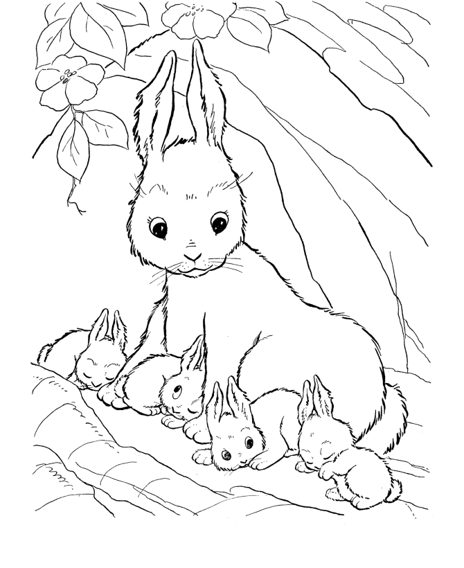 Download Cute animal rabbit coloring books sheet for kids drawing ...