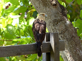 Caracara à tête jaune - Milvago chimachima