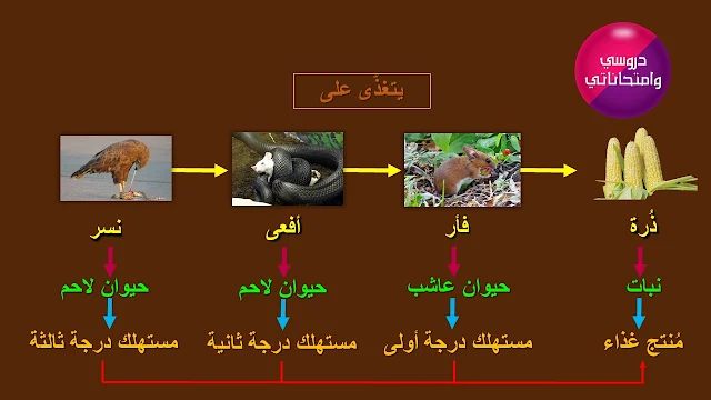 منتج - مستهلك درجة أولى - مستهلك درجة ثانية