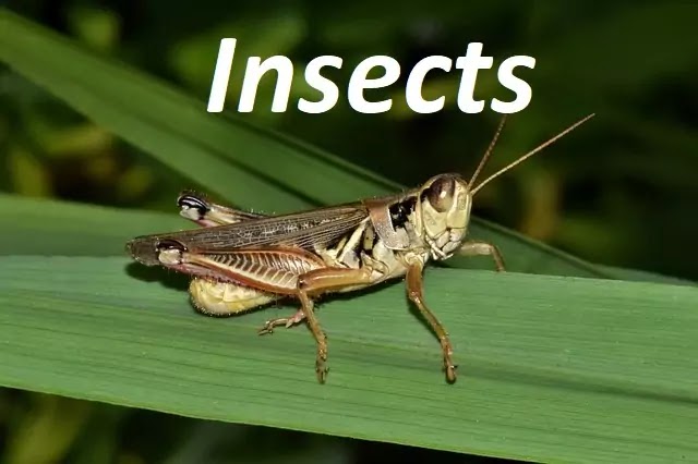 कीट क्या होते हैं (Insects):कीट वर्ग के प्रमुख लक्षण, कीट और मनुष्य,कीट नियंत्रण