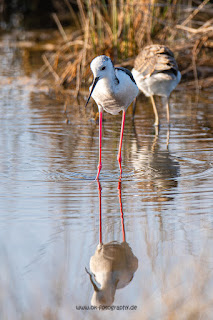 Wildlifefotografie Neretva Delta Stelzenläufer Olaf Kerber